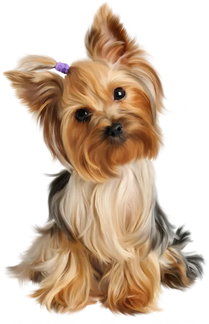 Pet Grooming