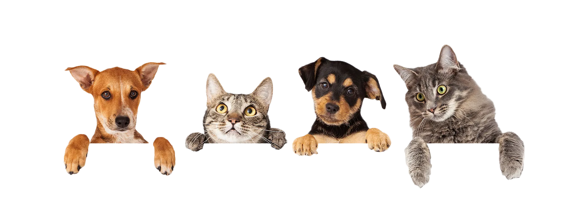 Pet Grooming